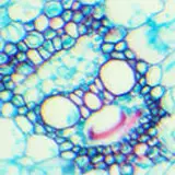 rastaman_289