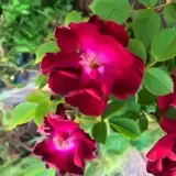 Anxious_Red