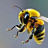 Chiku-Bee