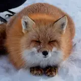 Беатриса Колоскова